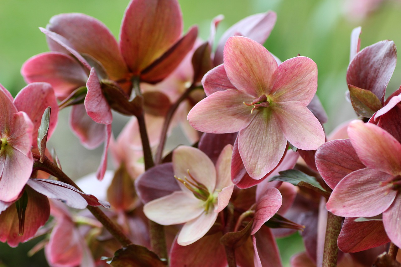 christmas roses, flower, spring